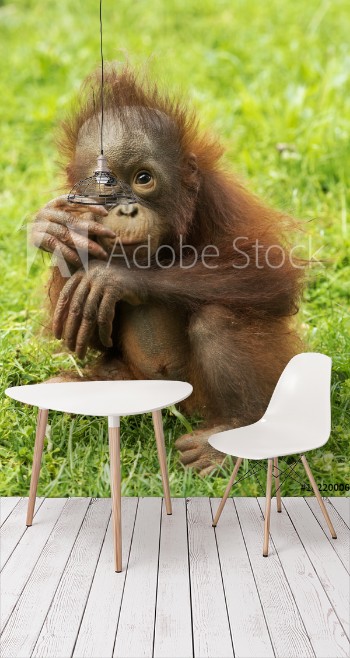 Picture of Orangutan puppy